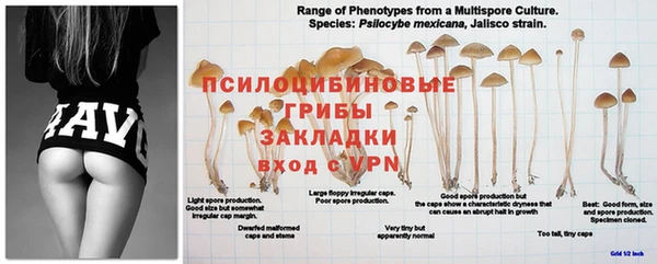 PSILOCYBIN Алексин
